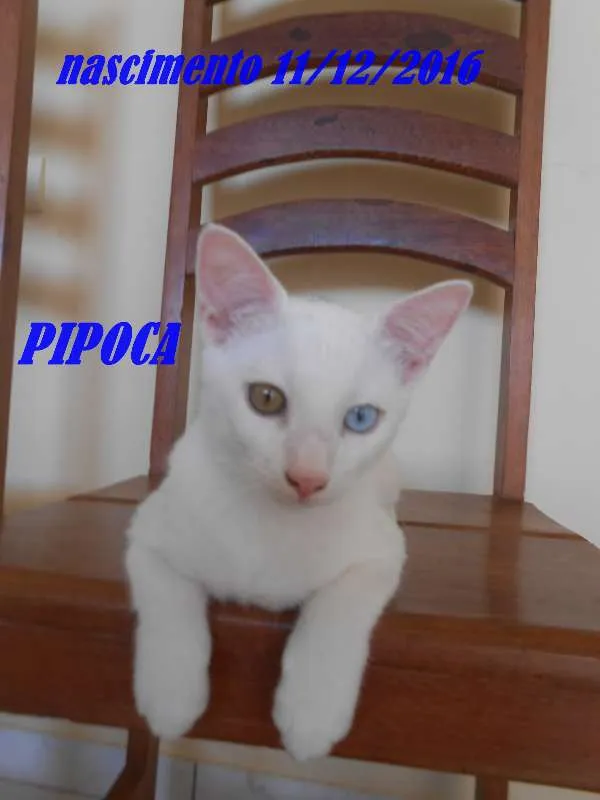 Gato ra a  idade 2 a 6 meses nome PIPOCA