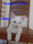 PIPOCA