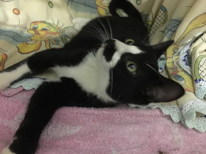 Gato ra a SRD idade 2 a 6 meses nome Mustache