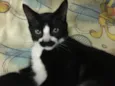 Mustache