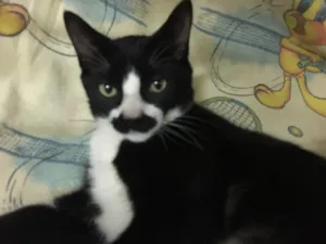 Gato raça SRD idade 2 a 6 meses nome Mustache