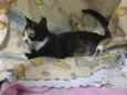 Magnólia