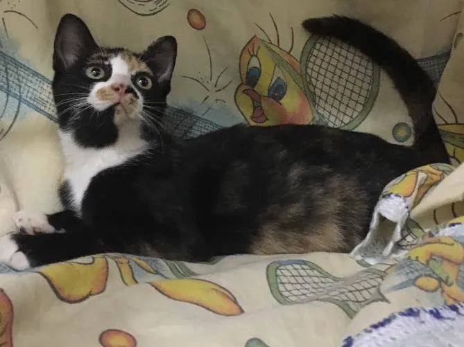 Gato ra a SRD idade 2 a 6 meses nome Magnólia