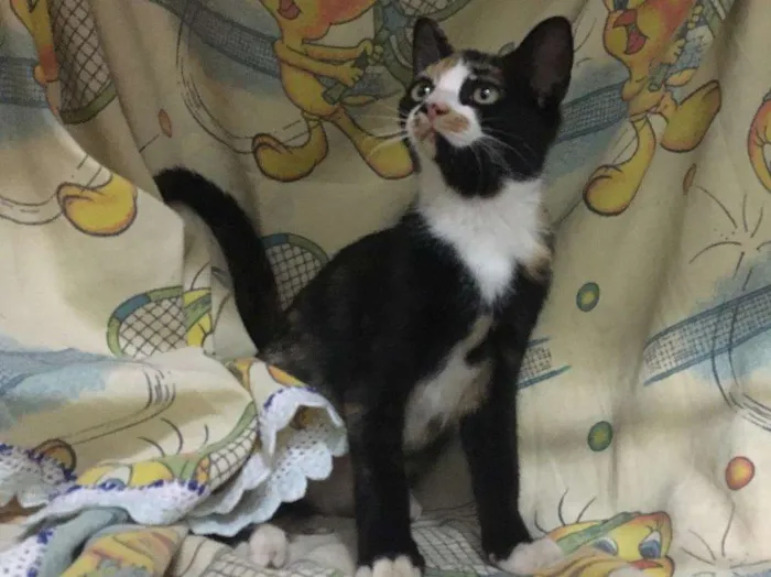 Gato ra a SRD idade 2 a 6 meses nome Magnólia