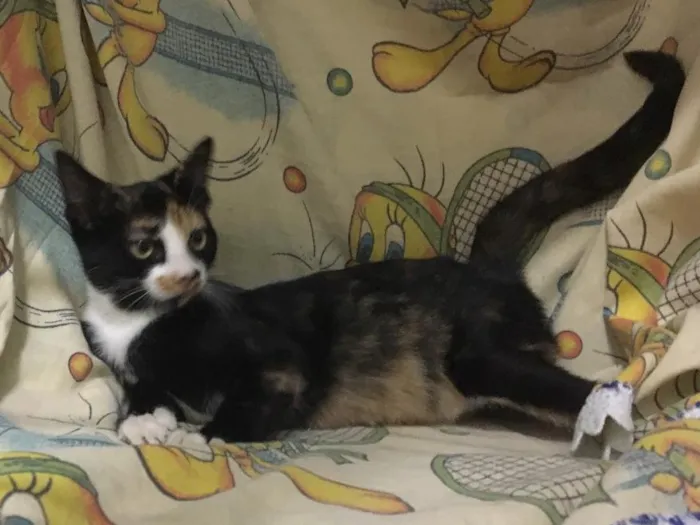 Gato ra a SRD idade 2 a 6 meses nome Magnólia