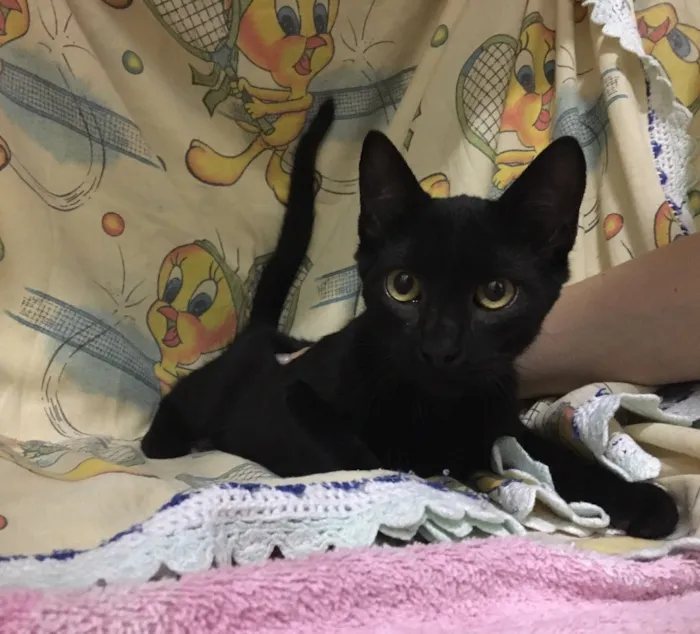 Gato ra a SRD idade 2 a 6 meses nome Ônix
