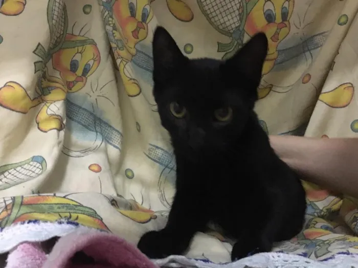Gato ra a SRD idade 2 a 6 meses nome Ônix