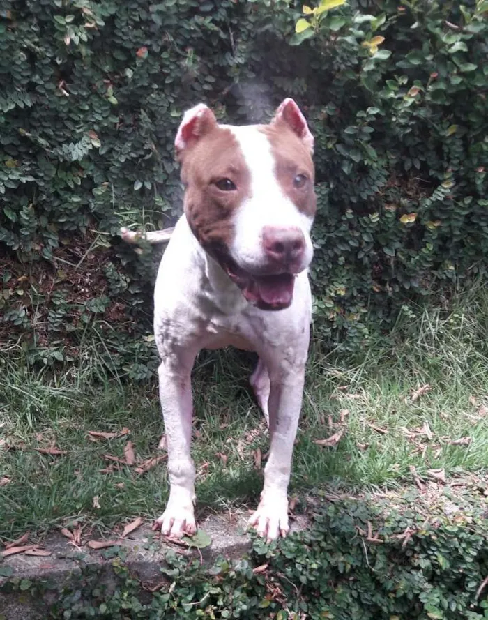 Gato ra a Pit bull idade 3 anos nome Fenix