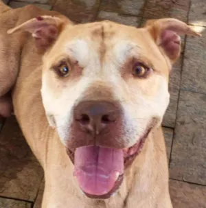 Cachorro raça Pit bull idade 5 anos nome Simba