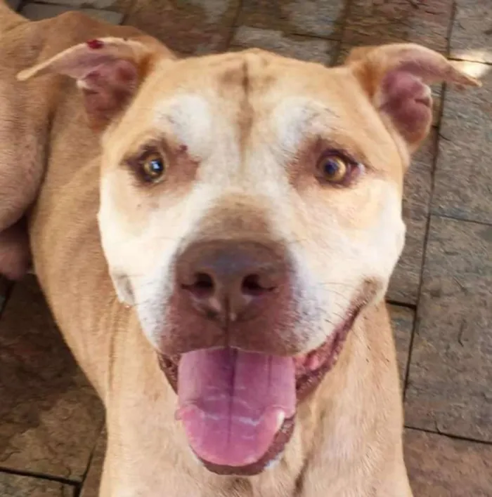 Cachorro ra a Pit bull idade 5 anos nome Simba