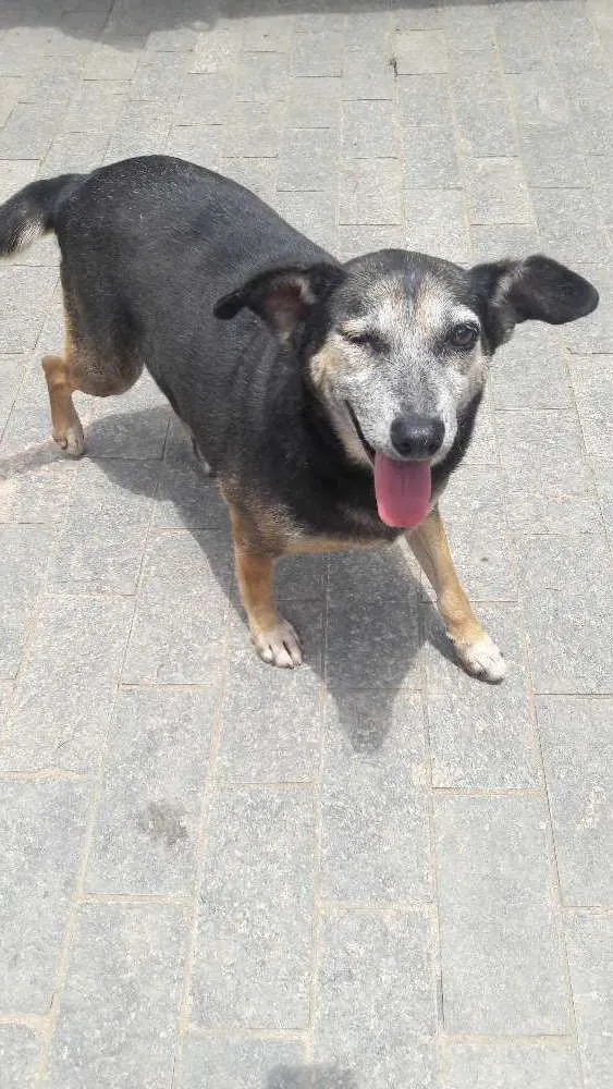 Cachorro ra a Sem raça definida idade 6 ou mais anos nome Tete
