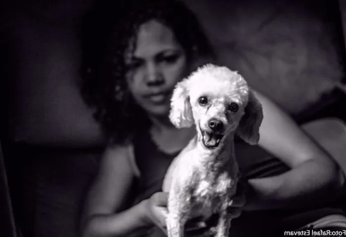 Cachorro ra a Poodle idade 4 anos nome Ted