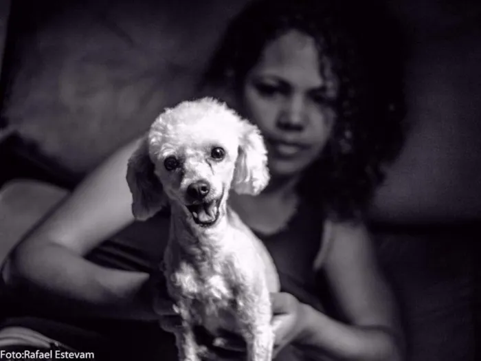 Cachorro ra a Poodle idade 4 anos nome Ted