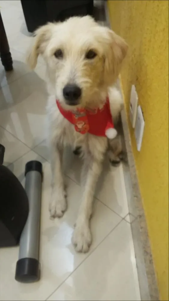 Cachorro raça SRD idade 2 anos nome Brozen