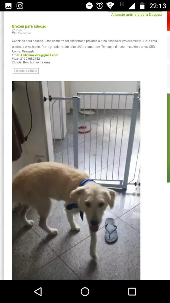 Cachorro raça SRD idade 2 anos nome Brozen