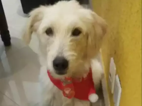Cachorro raça SRD idade 2 anos nome Brozen