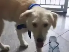 Cachorro raça SRD idade 2 anos nome Brozen