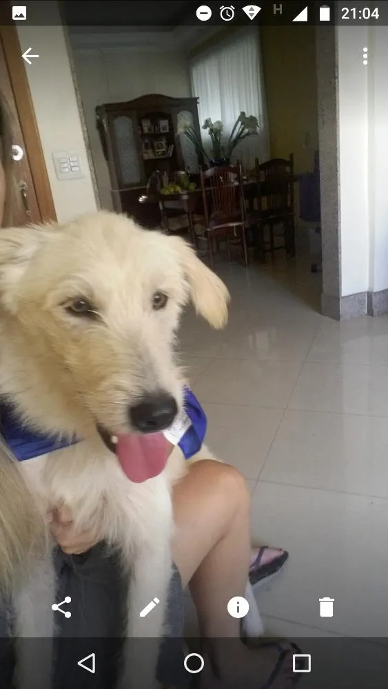 Cachorro raça SRD idade 2 anos nome Brozen