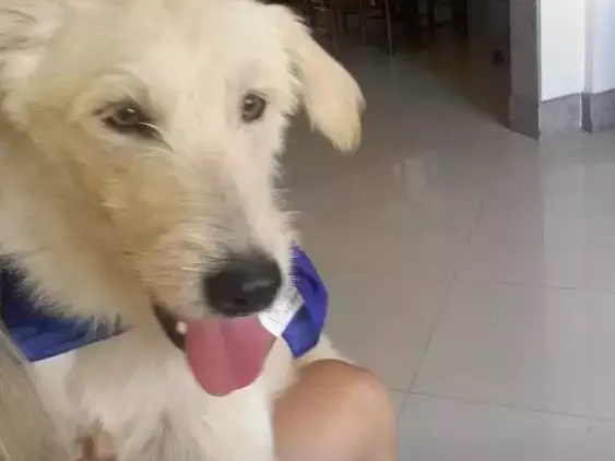 Cachorro raça SRD idade 2 anos nome Brozen