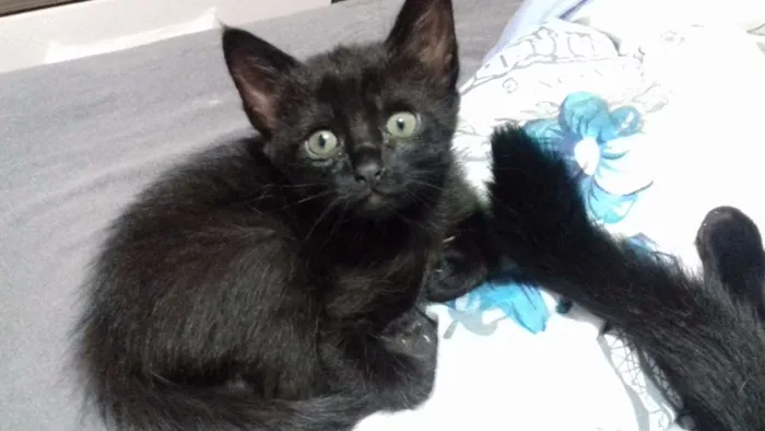 Gato ra a Vira lata idade Abaixo de 2 meses nome Neguinha