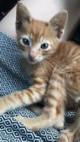 Vittorio 