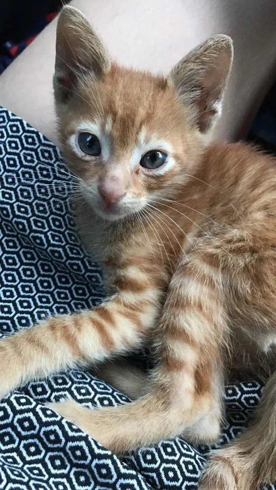 Gato ra a SRD idade Abaixo de 2 meses nome Vittorio 