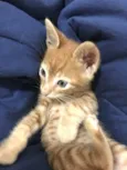 Vittorio 