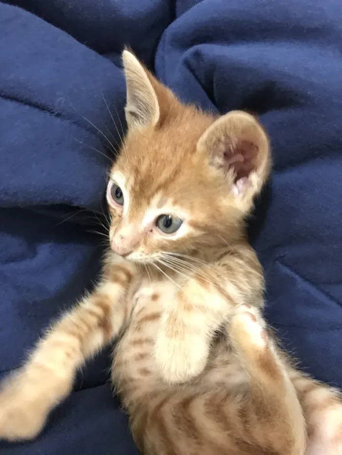 Gato ra a SRD idade Abaixo de 2 meses nome Vittorio 