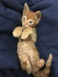 Vittorio 