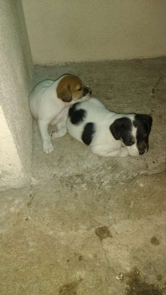 Cachorro raça pinche misturados com vira lat idade 1 ano nome belinha e 2 filhotes