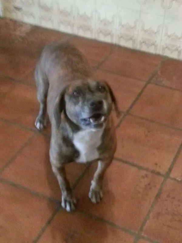Cachorro ra a SRD idade 6 ou mais anos nome Yuri