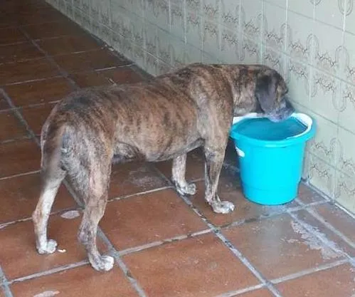 Cachorro ra a SRD idade 6 ou mais anos nome Yuri