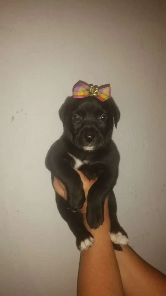 Cachorro ra a Srd idade Abaixo de 2 meses nome Julie