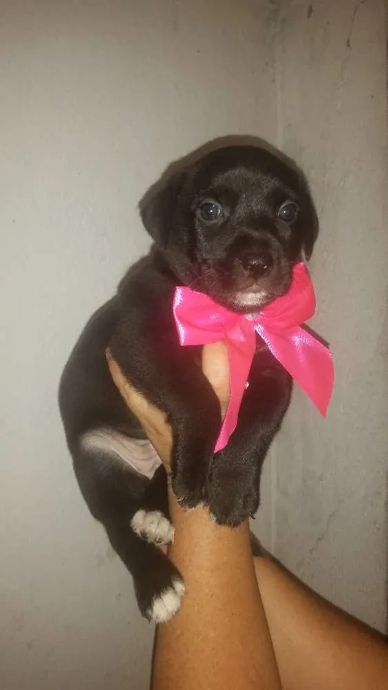 Cachorro ra a Srd idade Abaixo de 2 meses nome Julie