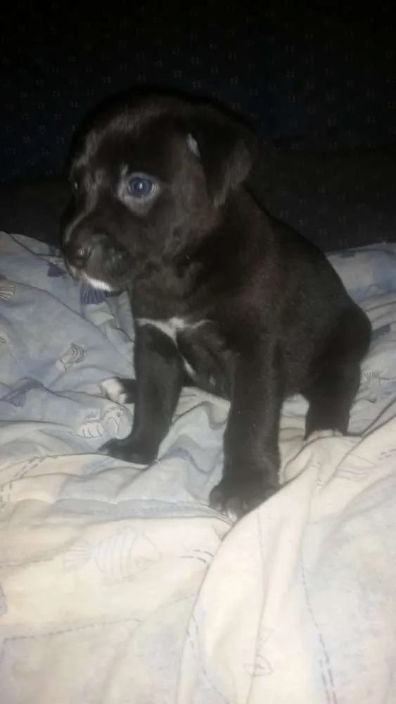 Cachorro ra a Srd idade Abaixo de 2 meses nome Julie