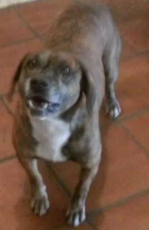 Cachorro raça SRD idade 6 ou mais anos nome Yuri