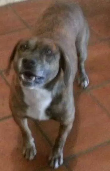 Cachorro ra a SRD idade 6 ou mais anos nome Yuri