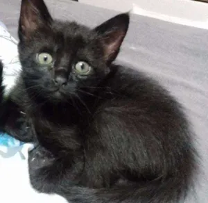 Gato raça Vira lata idade Abaixo de 2 meses nome Neguinha