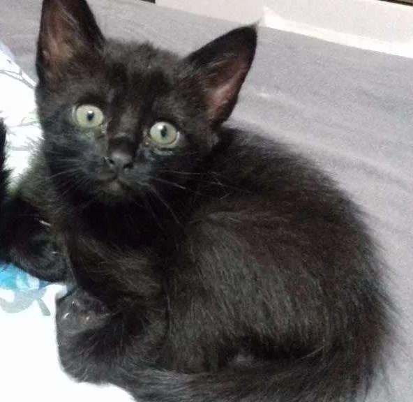 Gato ra a Vira lata idade Abaixo de 2 meses nome Neguinha