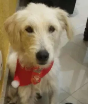 Cachorro raça SRD idade 2 anos nome Brozen