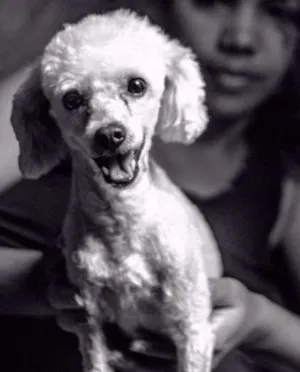 Cachorro raça Poodle idade 4 anos nome Ted