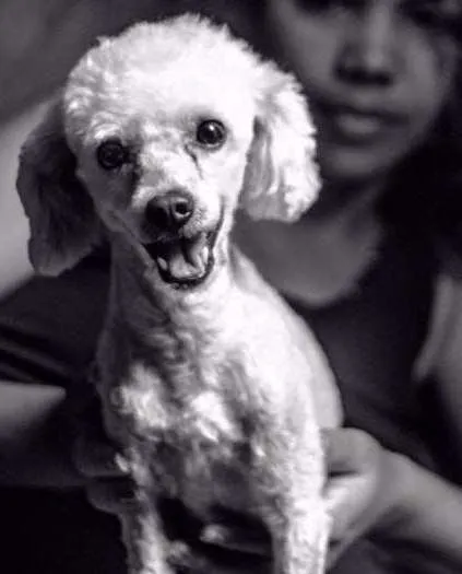 Cachorro ra a Poodle idade 4 anos nome Ted