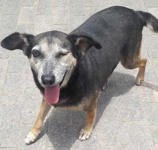 Cachorro ra a Sem raça definida idade 6 ou mais anos nome Tete