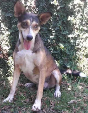 Cachorro raça Sem raça definida idade 4 anos nome Tuca