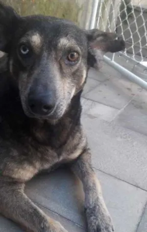 Cachorro raça Sem raça definida idade 3 anos nome Tufão 