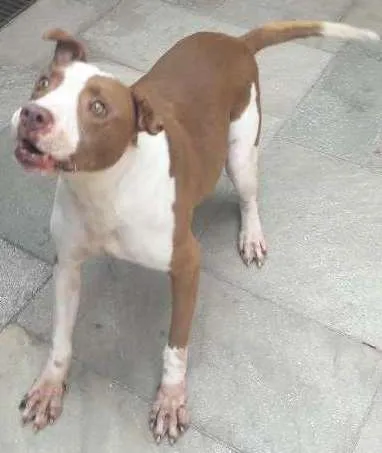 Cachorro ra a Pit bull idade 4 anos nome Leozinho 