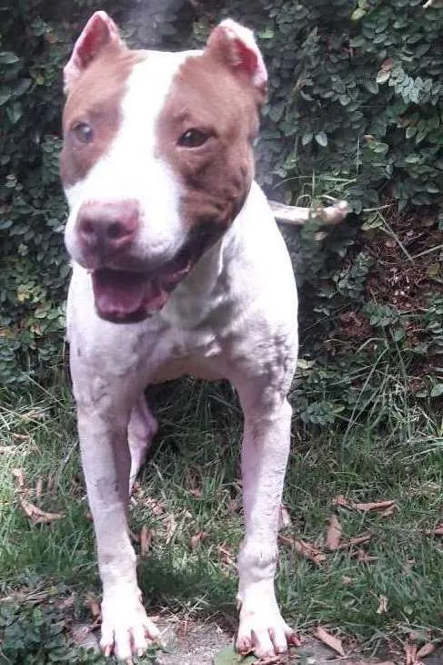 Gato ra a Pit bull idade 3 anos nome Fenix