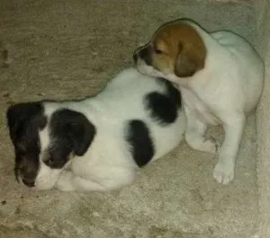 Cachorro raça pinche misturados com vira lat idade 1 ano nome belinha e 2 filhotes