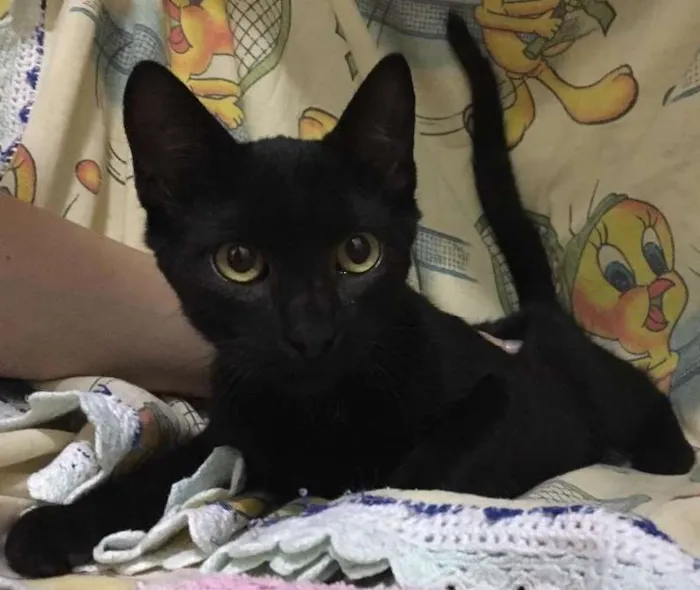 Gato ra a SRD idade 2 a 6 meses nome Ônix