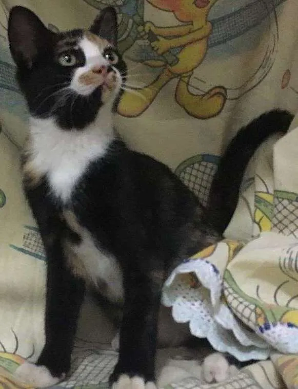 Gato ra a SRD idade 2 a 6 meses nome Magnólia